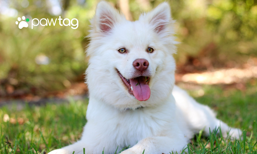 How to Create a Pet Emergency Plan: Tips and Best Practices