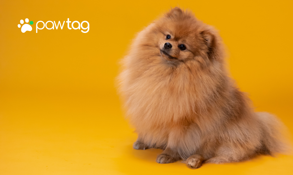 Navigating the Legal Landscape: Understanding Illegal Pets in the UK