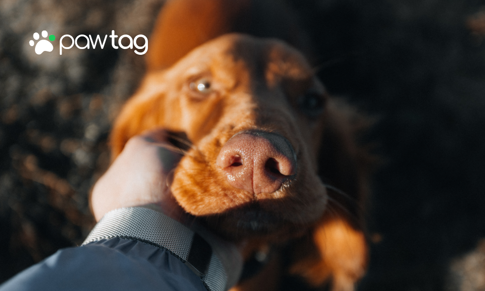 What Is a QR Code Pet Tag and How Does It Work?